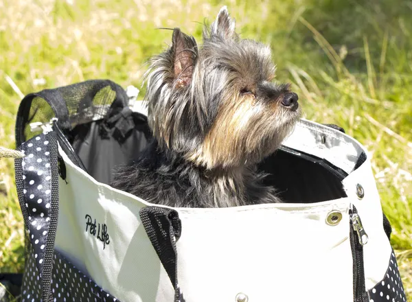 Spotted Fashion Dog Carrier Purse