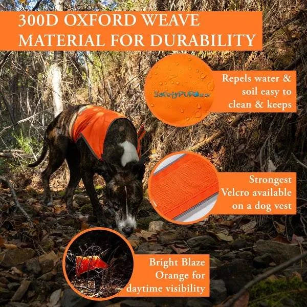 Dog wearing bright orange reflective dog life jacket for outdoor safety and visibility