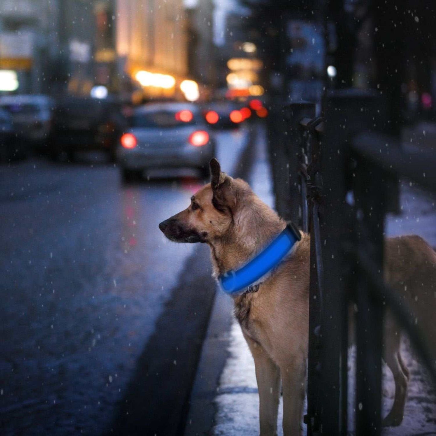 Adjustable LED dog collar lights with USB rechargeable safety flashing modes and sturdy snap buckle for nighttime visibility