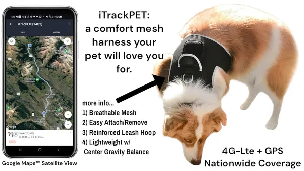 Lightweight dog GPS tracking harness on a black and white dog outdoors