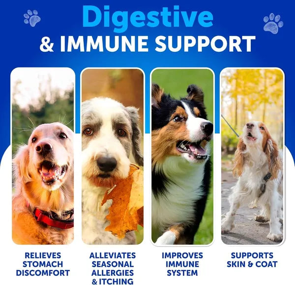 Probiotic Supplements for Dogs