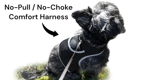 Dog wearing lightweight GPS tracking harness for pet safety and location monitoring