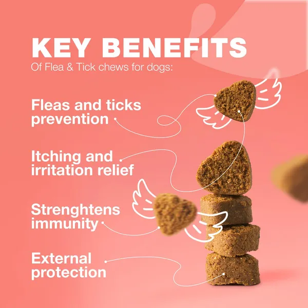 Flea and Tick Medications and Immune Support