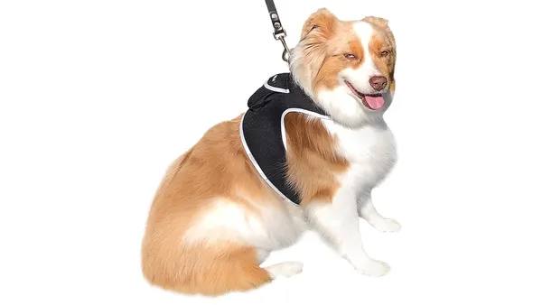 Dog wearing a lightweight mesh GPS tracking harness for real-time location tracking