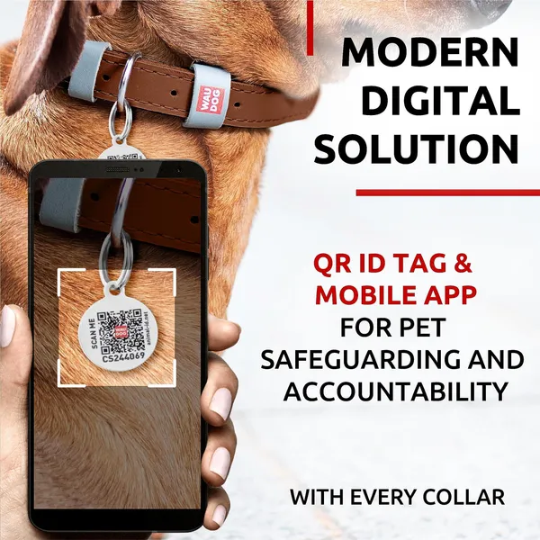 Leather Flat Dog Collar