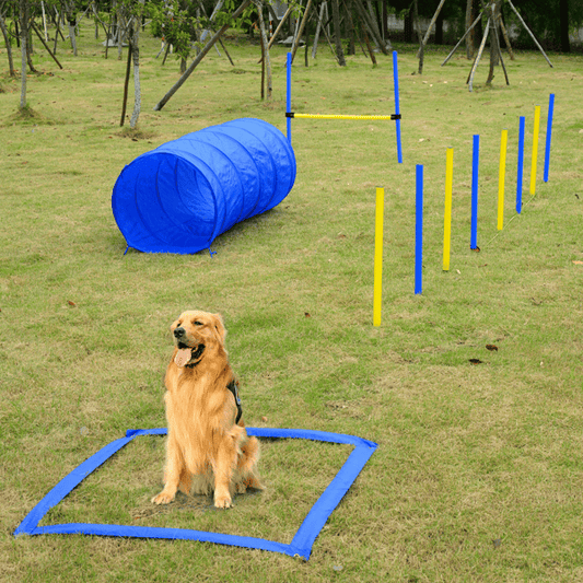 Blue and yellow dog agility training course with tunnel, poles, and carrying case outdoors