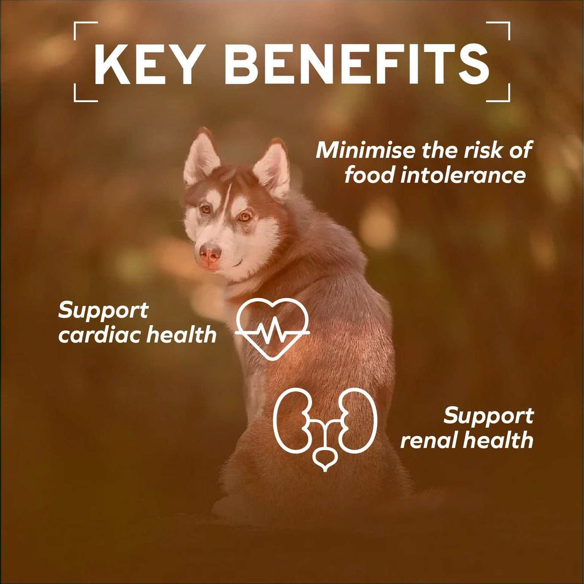 32 Pack Special Diet Dog Foods Renal Support - 3.5 oz