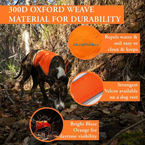 Dog wearing bright orange reflective dog life jacket for outdoor safety and visibility