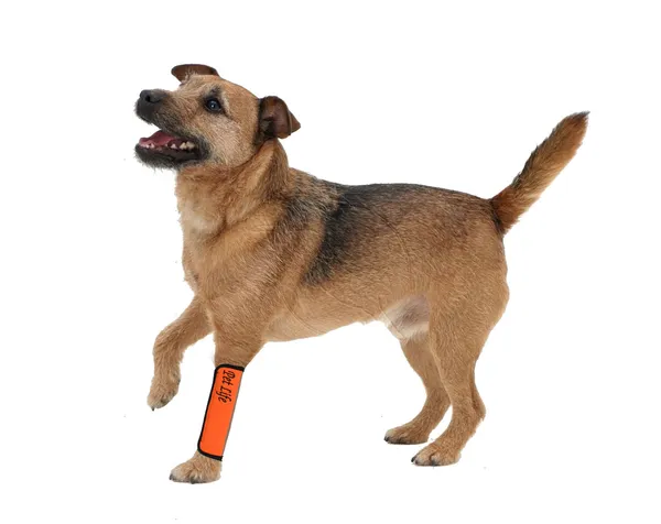 Protective Joint Mobility Aids for Dogs