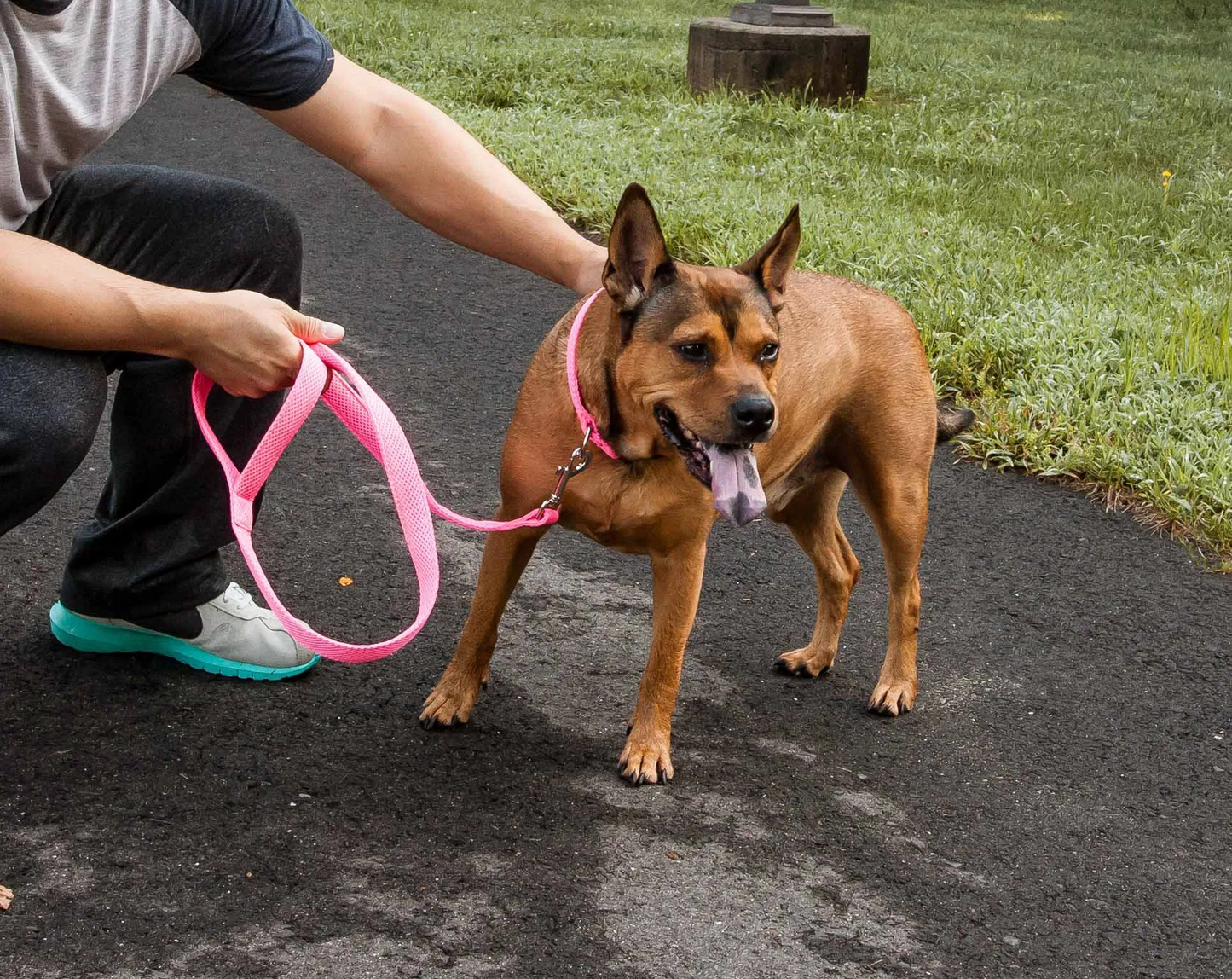 Adjustable Mesh Dog Leash and Collar