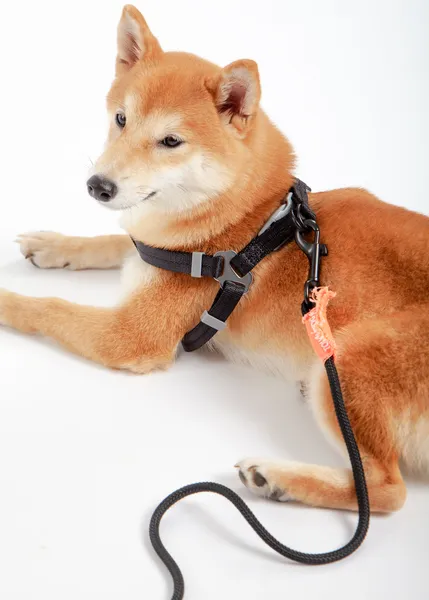 Durable nylon dog walking set with foam grip leash and colorful harness