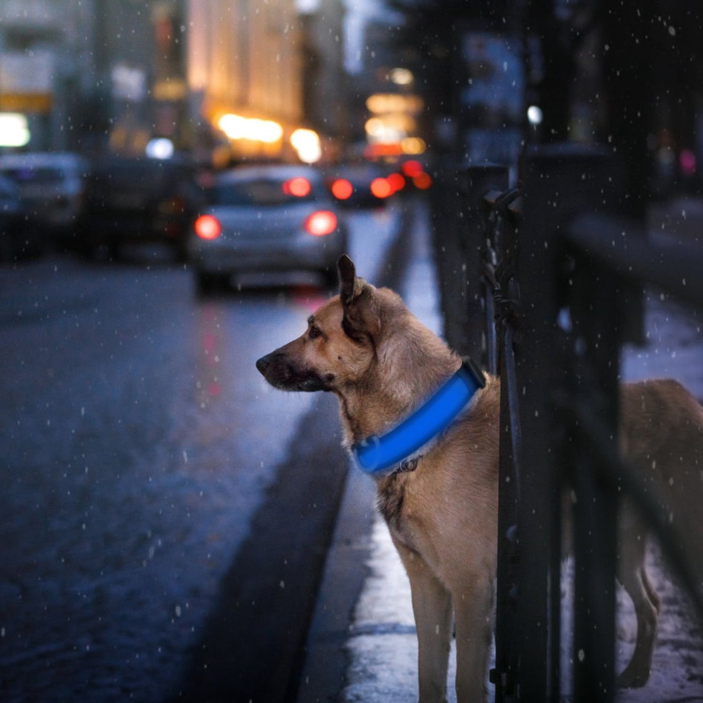 Adjustable LED dog collar lights with USB rechargeable safety flashing modes and sturdy snap buckle for nighttime visibility